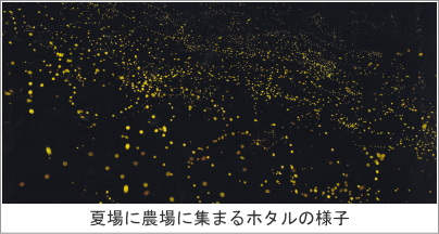 農場に集まるホタルの様子