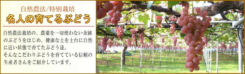 果物 ぶどう生産者紹介ページ