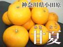 甘夏　4kg(興津農園)小田原産の無農薬柑橘を産地直送・送料無料