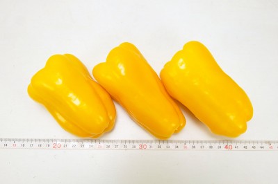 有機カラーピーマン 黄 サイズ混合 5kg 有機JAS (鹿児島県 SOHファーム) 産地直送