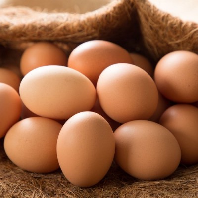 【ポイント2倍】平飼いたまご 50個 (北海道 Farm Agricola) 産地直送 アグリコラ 卵