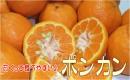 三ヶ日みかん◆ポンカン(外山農園)◆5kg≪送料無料≫