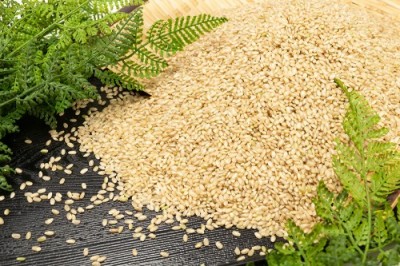 【令和5年度産】金のいぶき 玄米 20kg 有機JAS 自然農法 (宮城県 仙台たんの農園) 産地直送