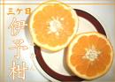 三ヶ日伊予柑◆いよかん(外山農園)◆4kg(約20玉)≪送料無料≫