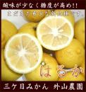 三ヶ日ミカン◆はるか(外山農園)◆5kg(約25玉)≪送料無料≫