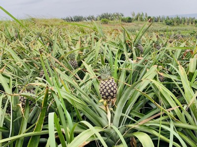 ピーチパイン 2玉(1.5kg以上) 特別栽培 (沖縄県 平安名農園) パイナップル