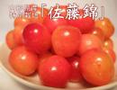 【800ポイント!!】【数量限定】特別栽培の最高級さくらんぼ◆佐藤錦(佐久間農園)◆1kg(化粧箱)≪送料無料≫