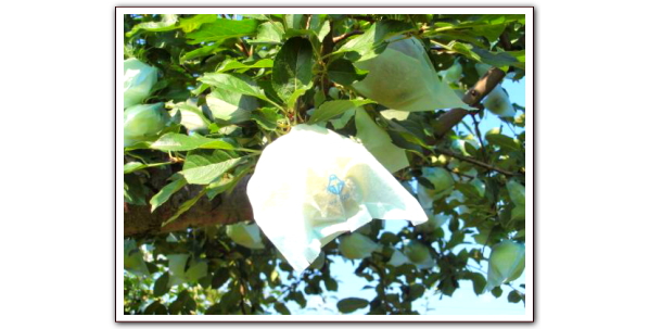 袋がけで周りの農家の農薬から守られている青森健康りんご