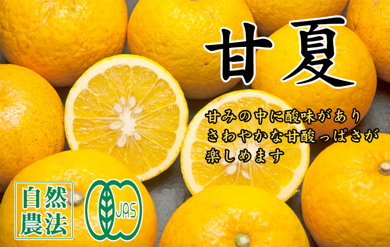 カテゴリトップ画像