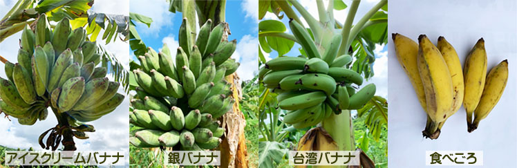 3種のバナナ