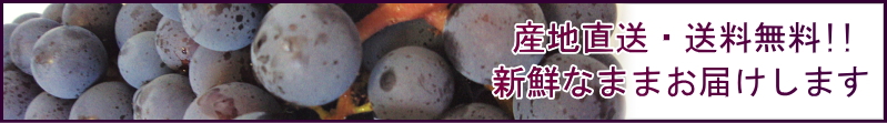 産地直送・送料無料