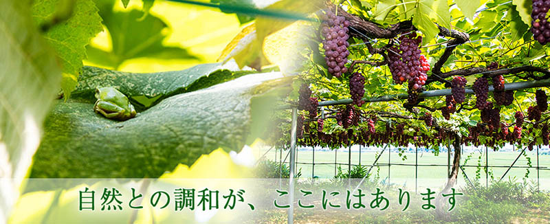 カエルぶどう