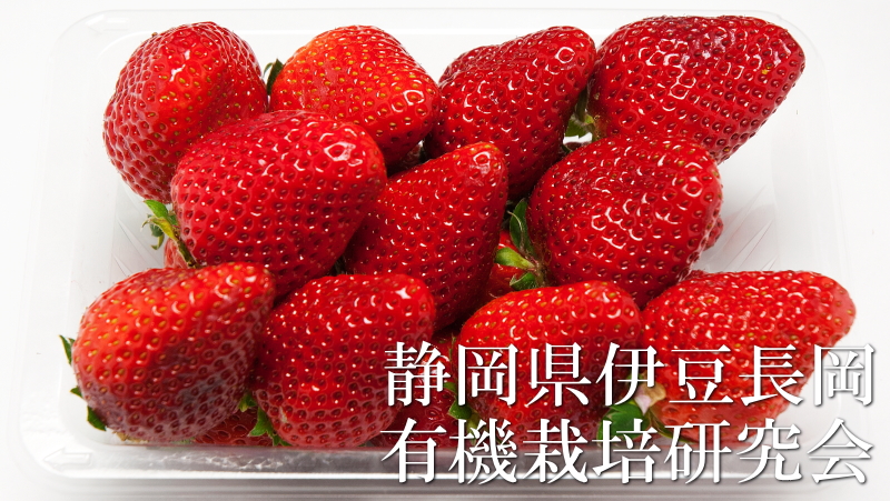 土橋いちご園