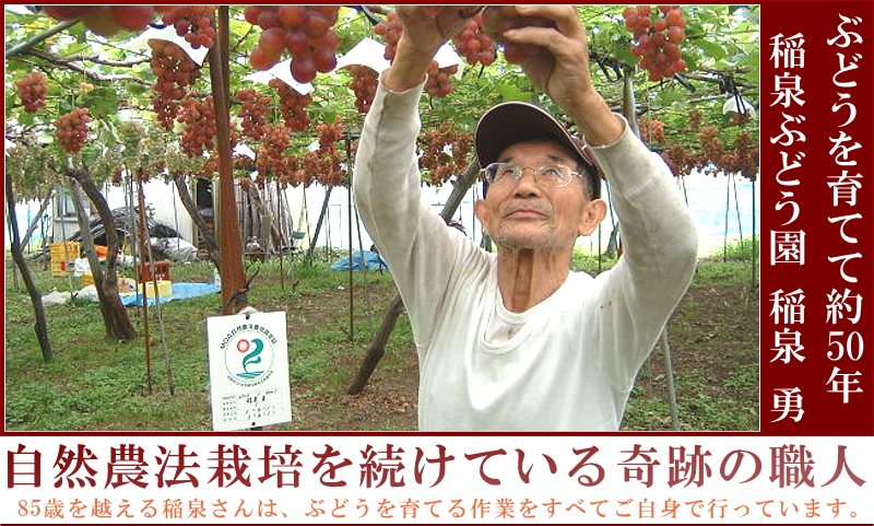 自然農法無農薬ぶどう　稲泉ぶどう園