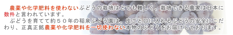 奇跡のぶどう