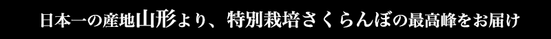 日本一の産地山形より、特別栽培さくらんぼの最高峰をお届け