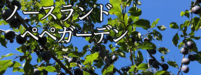 カテゴリトップ画像