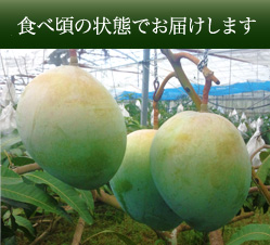 完熟まで木になった状態で栽培