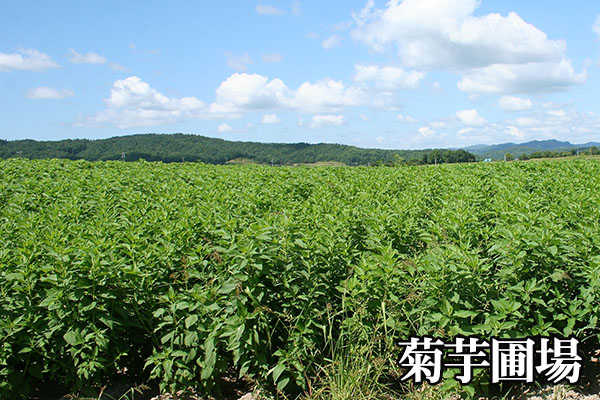 菊芋圃場