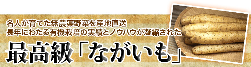 最高級長芋