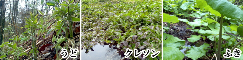 幌尻農園(北海道山菜)