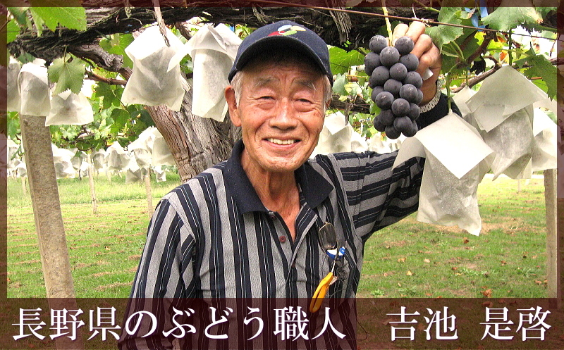 ぶどう生産者　吉池　是啓さん