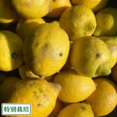 【加工用サイズ混合】レモン(リスボン) 5kg 県特別栽培 (熊本県 オレンジヒルズ) 産地直送