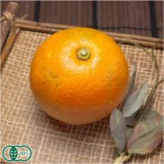 有機 橙(だいだい) A品 4kg 有機JAS (佐賀県 佐藤農場株式会社) 産地直送