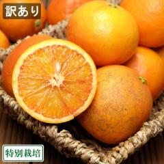 【ポイント3倍・訳あり】ブラッドオレンジ 3kg 特別栽培 (広島県 セーフティフルーツ) 産地直送