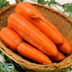 【訳あり】有機ジャンボにんじん(洗い) 20kg 有機JAS (北海道 斎藤農場) 産地直送