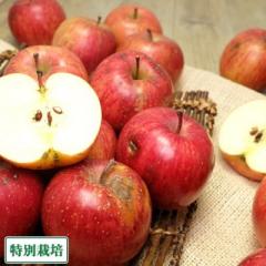 【加工用・バラ詰】 サンふじ 5kg箱(7kg入り) 特別栽培 (青森県 田村りんご農園) 青森りんご 産地直送