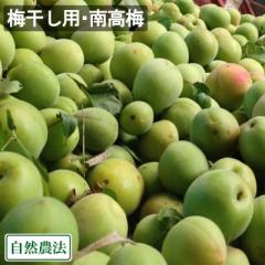 【予約・クール便】 梅干し用・南高梅(M〜3Lサイズ混合) 3kg 自然農法 (広島県 万汐農園) 産地直送