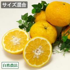 【数量限定・サイズ混合】 紀州かわの甘夏 4kg 自然農法 (和歌山県 泉農園) 産地直送