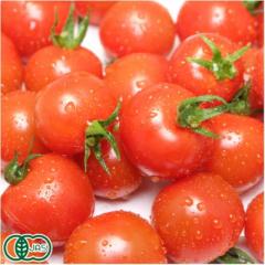 【クール冷蔵便】 有機 ミニトマト 150g×10パック 有機JAS (青森県 あおぞら農園) 産地直送