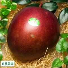 レッドキーツ 秀品 約1～1.2kg 自然農法 (沖縄県 沖縄マンゴー生産研究会) 産地直送