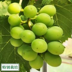 【クール便・予約】シャインマスカット 400g×2箱 特別栽培 (宮城県 つるじい&JUNナチュラルファーム) 産地直送 ぶどう