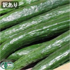 【クール便・訳あり】 有機 きゅうり 3kg 有機JAS (青森県 あおぞら農園) 産地直送