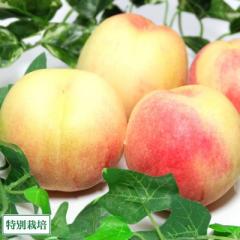 【予約・クール便】白皇 家庭用 2kg×2箱 特別栽培 (岡山県 エコファームmitani) 桃 産地直送