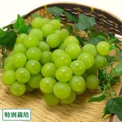 【予約・9月上旬・クール便】天晴(あっぱれ) 約1kg 特別栽培  (宮城県 後藤ぶどう園) 産地直送