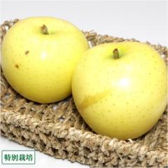 【クール便・訳あり】早生りんご(きおう) 5kg箱 特別栽培 (青森県 田村りんご農園) 黄王 産地直送