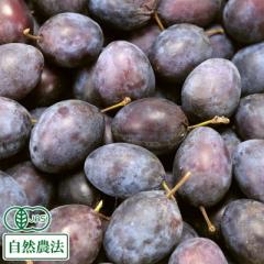 【予約・クール便】有機 プルーン 約1kg×4パック×2箱 有機JAS 自然農法 (福田秀貞 青森県) 産地直送