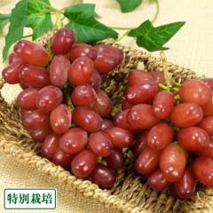 【予約・8月中旬頃・クール便】クイーンセブン(種無し) 約1kg 特別栽培  (宮城県 後藤ぶどう園) 産地直送