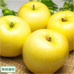【予約・クール便・家庭用】早生りんご(きおう) 5kg箱 特別栽培 (青森県 田村りんご農園) 黄王 産地直送