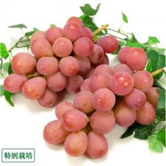 【クール便】クイーンニーナ 約1kg 特別栽培  (宮城県 後藤ぶどう園) 産地直送