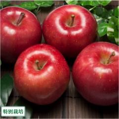 早生りんご(赤) A品 5kg箱 特別栽培 (青森県 田村りんご農園) 産地直送