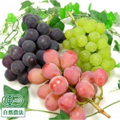 【おすすめ・クール便】有機 3種のぶどうセット 1kg 有機JAS 自然農法 (宮城県 後藤ぶどう園) 産地直送