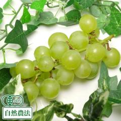 【予約・9月上旬・クール便】有機 ぶどう 多摩ゆたか 1kg 有機JAS 自然農法 (宮城県 後藤ぶどう園)  産地直送