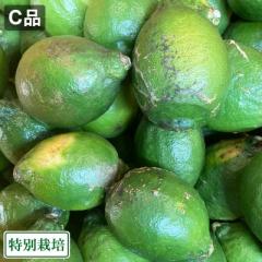 【C品・訳あり】レモン(青) 『璃の香』 3kg 県特別栽培 (熊本県 オレンジヒルズ) 産地直送
