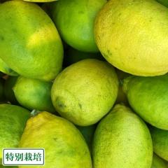 【クール便】レモン(青) 『璃の香』 A品 7kg 県特別栽培 (熊本県 オレンジヒルズ) 産地直送