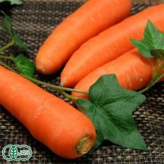 【セール】有機 北海道にんじん(洗い) A品 20kg 有機JAS (北海道 斎藤農場) 産地直送